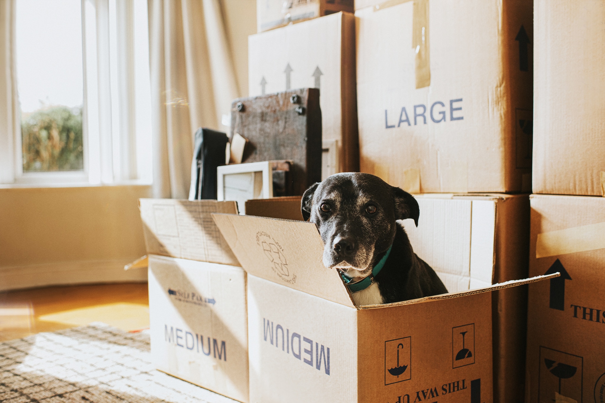 How to Help Your Pets Adjust to Moving into a New Home Dog in a cardboard box with packed cardboard boxes behind