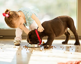 Pet Safety Tips Pet Safety Tips