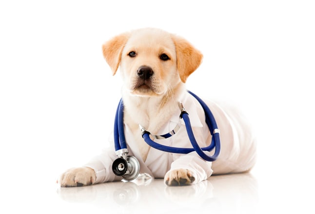 Providing Rapid Response for Your Pets in an Emergency. Providing Rapid Response for Your Pets in an Emergency.