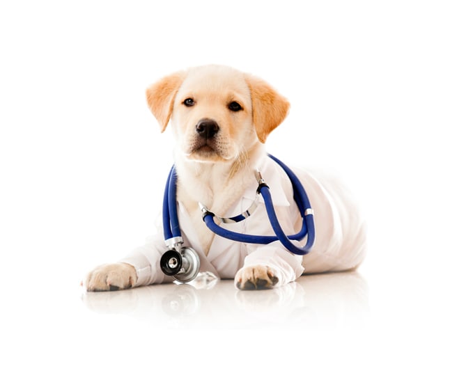 Providing Rapid Response for Your Pets in an Emergency. Providing Rapid Response for Your Pets in an Emergency.